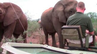 Близкое знакомство со слоном - смотреть видео (0:33)