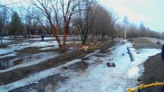 Собака и радиомашинка - смотреть видео (0:26)