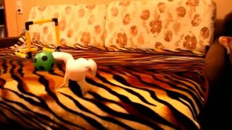 Как колбасит попугая - смотреть видео (1:02)