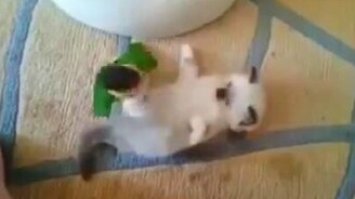 Попугай против котёнка - смотреть видео (0:52)