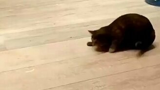 Кошка на задней передаче - смотреть видео (0:13)