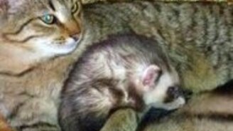 Хорёк спит с кошкой в обнимку - смотреть видео (0:10)