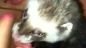 Хорёк ест арбуз - смотреть видео (1:22)