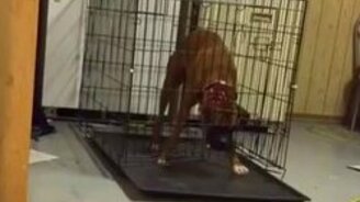 Боксёр сбегает из клетки - смотреть видео (0:50)