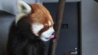 Забавная красная панда - смотреть видео (1:57)