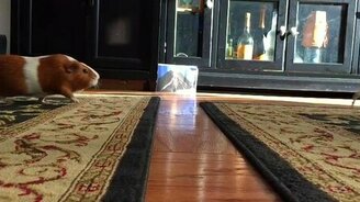 Морские свинки - прыгуны - смотреть видео (0:30)