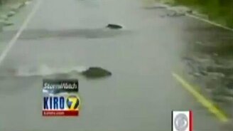 Выгоды наводнения - смотреть видео (0:26)