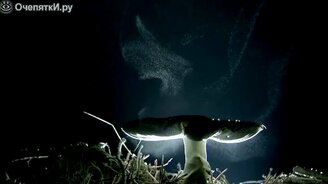 Как размножаются грибы - смотреть видео (2:36)