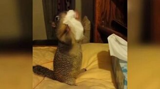 Запасливая белочка - смотреть видео (1:14)