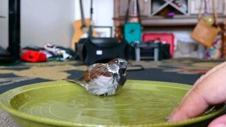 Купание воробья - смотреть видео (2:28)