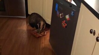 Кто шарит ночью в холодильнике? - смотреть видео (0:20)