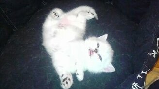 Котёнок спит без задних ног - смотреть видео (0:52)