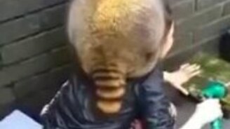 Откормили енота до беспомощности - смотреть видео (0:49)