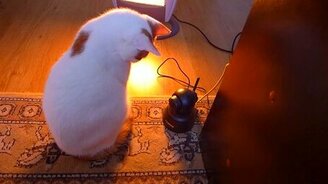 Видеонаблюдение за собственным котом - смотреть видео (2:03)