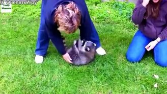 Сборник приколов с енотами - смотреть видео (3:33)