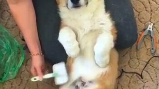 Удовольствие от почёсывания - смотреть видео (0:15)