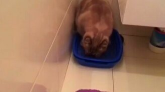 Когда оказался в кровати, сидя в туалете - смотреть видео (0:13)