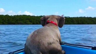 Собачонка захотела поймать дельфина - смотреть видео (0:16)