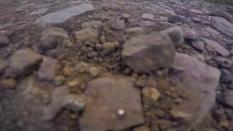 Слон пробует камеру на вкус - смотреть видео (0:26)