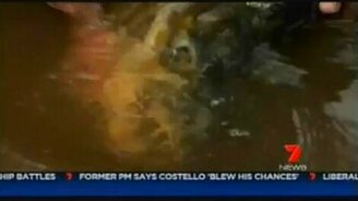 Речной мутант - смотреть видео (1:38)