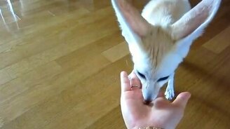 Фенек откапывает еду из ладошки - смотреть видео (0:57)