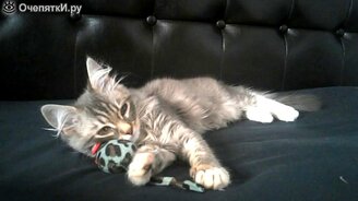 Котёнок сосёт воображаемую титьку - смотреть видео (4:29)