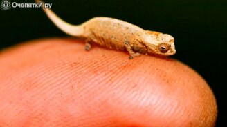 Самые маленькие животные в мире - смотреть видео (5:37)