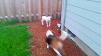 Игривый ягнёнок, кошка и псинка - смотреть видео (2:12)