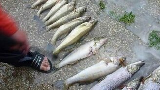 Как быстро почистить рыбу - смотреть видео (1:08)