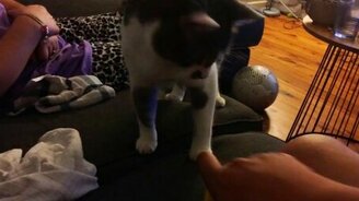 Когда пёс приревновал к коту - смотреть видео (1:48)