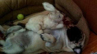 Храпящий мопсик - смотреть видео (1:09)