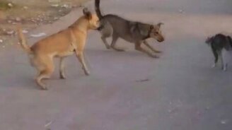 Кот обороняет своих - смотреть видео (0:52)