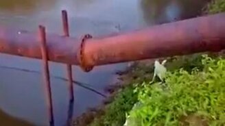 Чуть не стал добычей крокодила - смотреть видео (0:31)