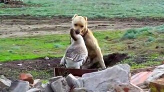 Пёс играет с гусем - смотреть видео (2:18)