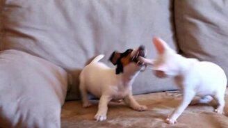 Щенок и котёнок: противостояние - смотреть видео (2:26)