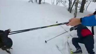 Глухарь распугал лыжников - смотреть видео (0:46)