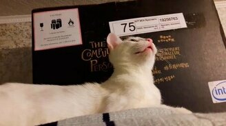 Как звучит кошачий язык - смотреть видео (0:52)