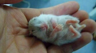 Малыш хомяка спит на ладони - смотреть видео (2:30)