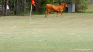 Бык на спортивном поле - смотреть видео (0:35)