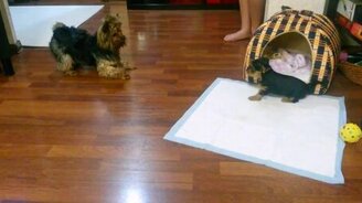 Первая встреча с папаней - смотреть видео (1:27)