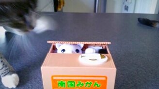 Суровый кот и игрушка - смотреть видео (0:31)