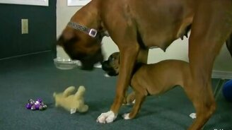 Боксёрша играет со щенятами - смотреть видео (3:35)