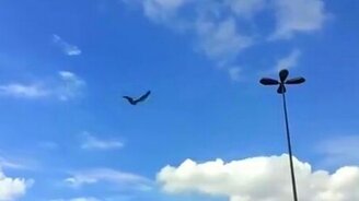 Летающая механическая птица - смотреть видео (3:52)