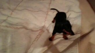 Щенок таксы бесится на кровати - смотреть видео (0:20)