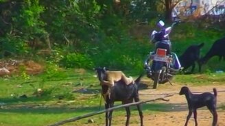 Как обезьяна к козе прилипла - смотреть видео (1:08)