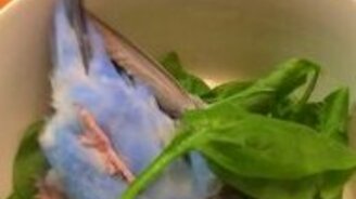 Попугай купается в шпинате - смотреть видео (0:54)