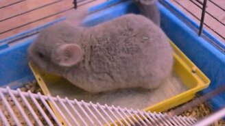 Смешные шиншиллы - смотреть видео (1:20)