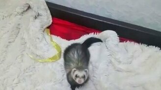 Хорёк-шалунишка - смотреть видео (1:05)