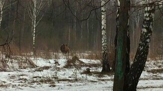 Встреча с верблюдами зимой в лесу - смотреть видео (0:49)