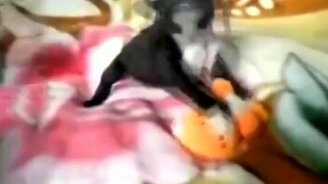 Щенок-недоразумение - смотреть видео (0:39)